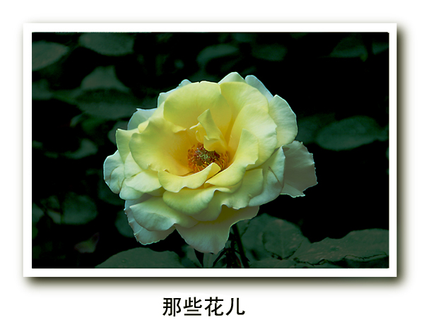 那些花儿 摄影 四叶草