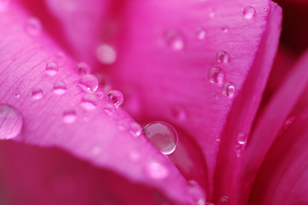 雨露 摄影 嘉宾