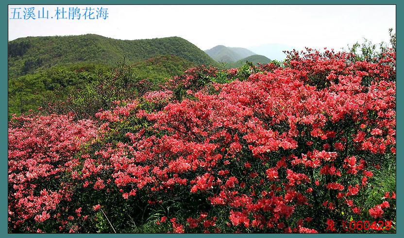 杜鹃花海 摄影 飞哥探花