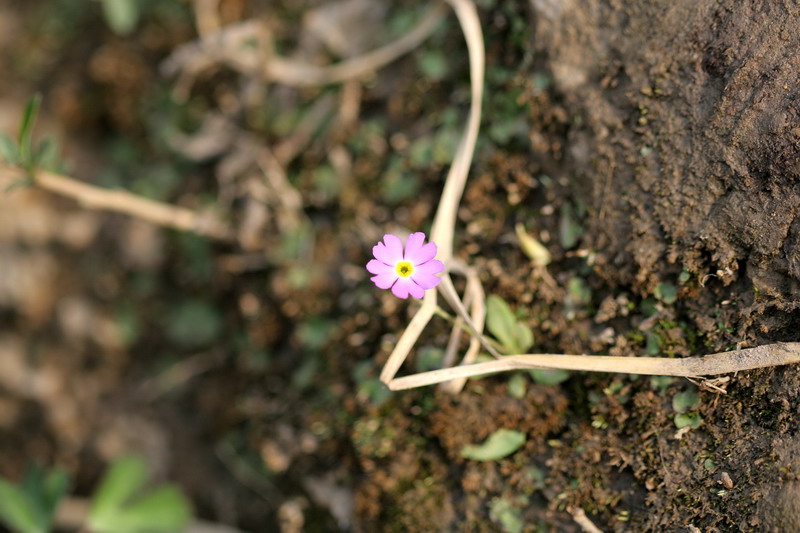 山间紫花 摄影 -_BioFish_-