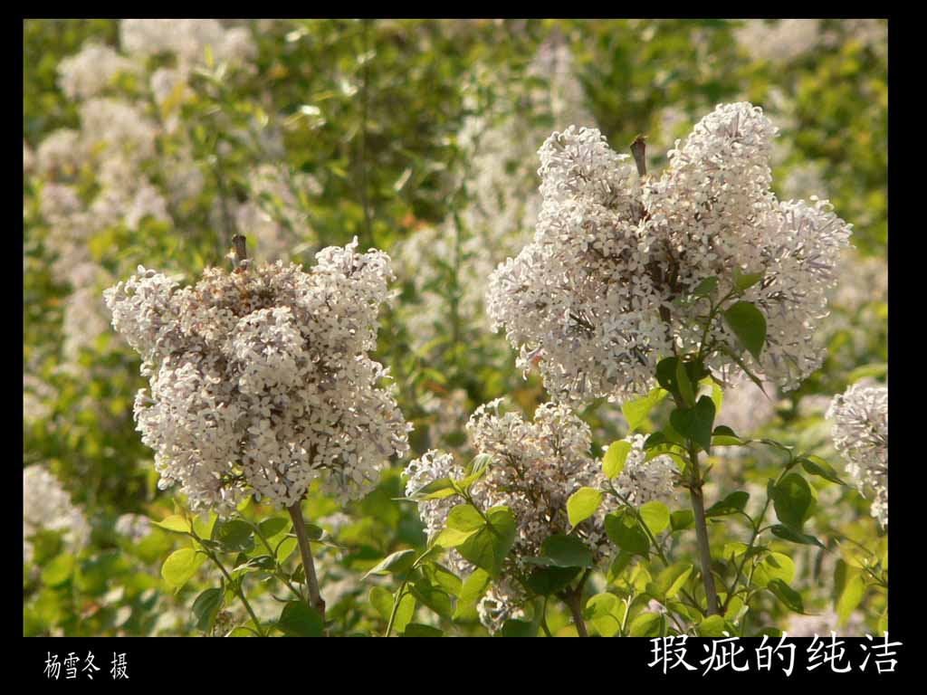 瑕疵 摄影 风中雨碟