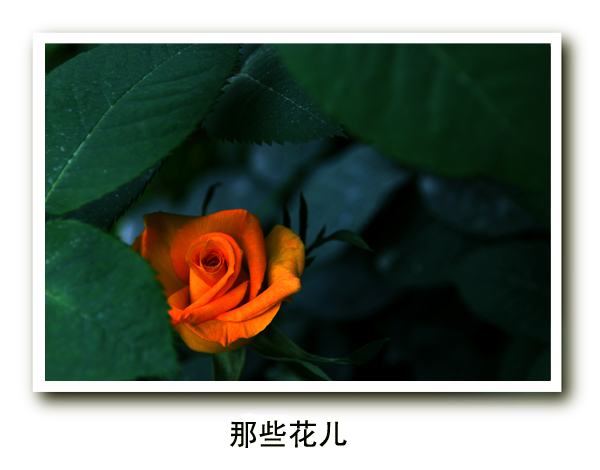 那些花儿 摄影 四叶草