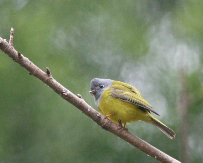 方尾鹟 摄影 shenzhenbee