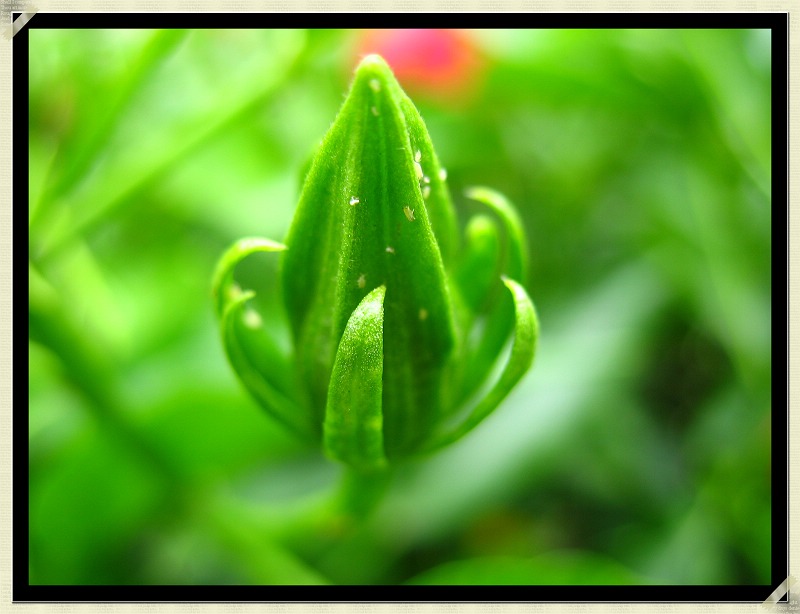 花蕾 摄影 边涯