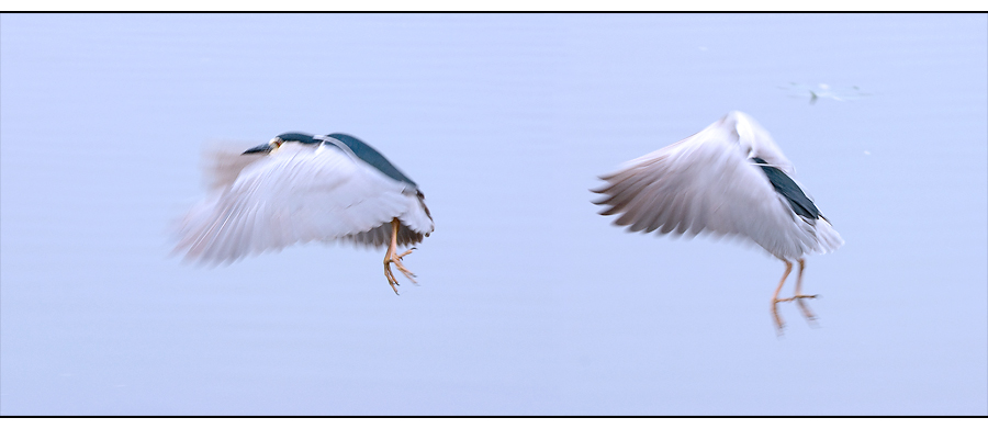 飞舞的夜鹭 摄影 pigeon