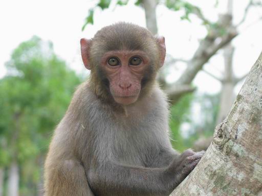 monkey 摄影 青豆豆