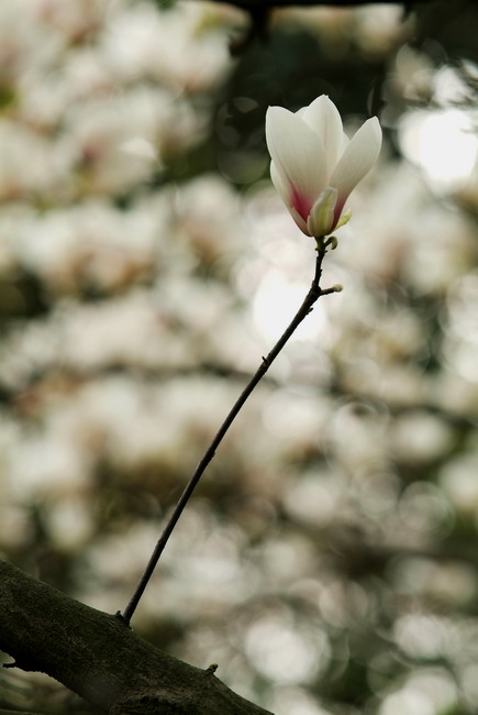 一支独秀 摄影 虎虎猫