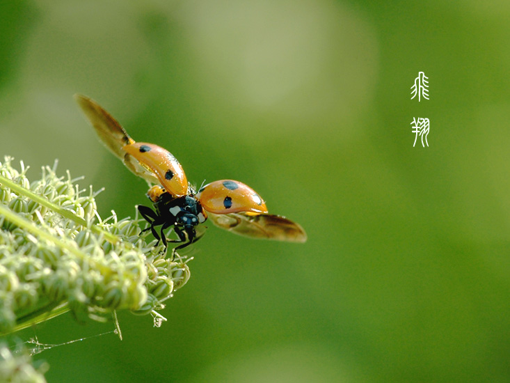 瓢虫 摄影 九点差一刻