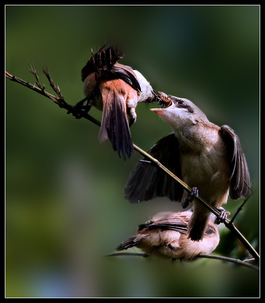 伯劳 摄影 pigeon