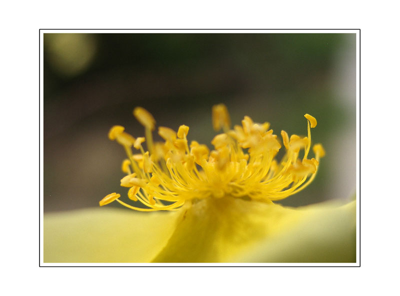 蕊 摄影 潜水芙蓉