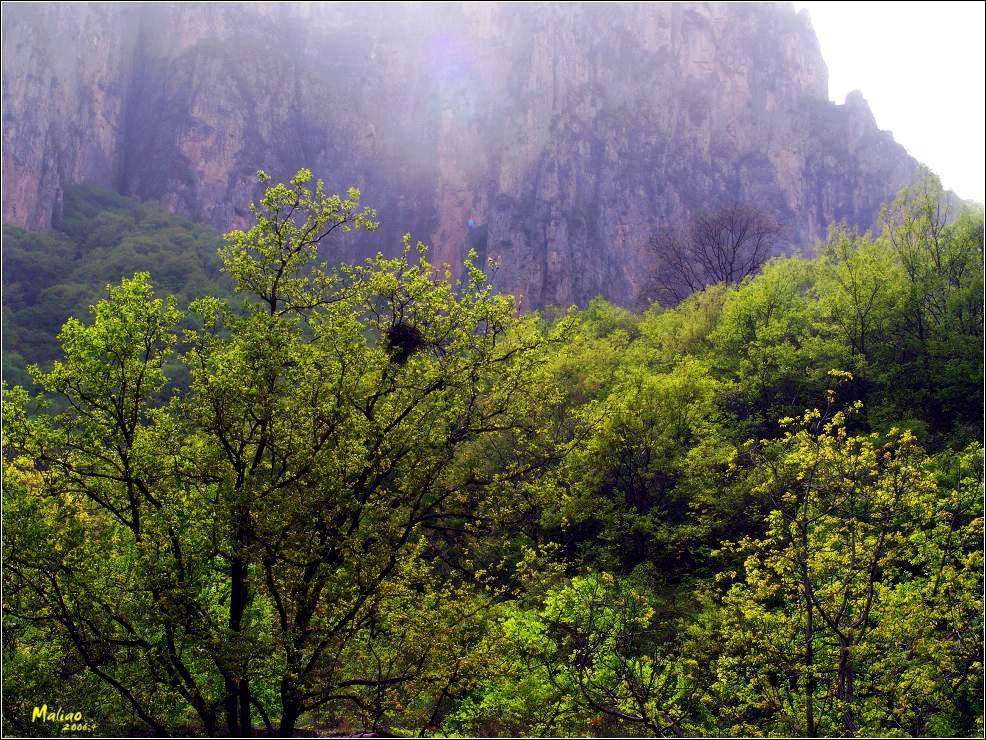 4.云台山·雀巢 摄影 马里奥MALIAO