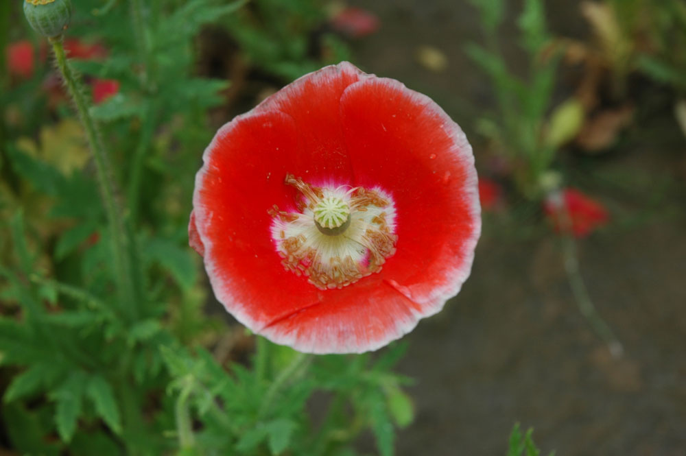 一点红 摄影 花比傲