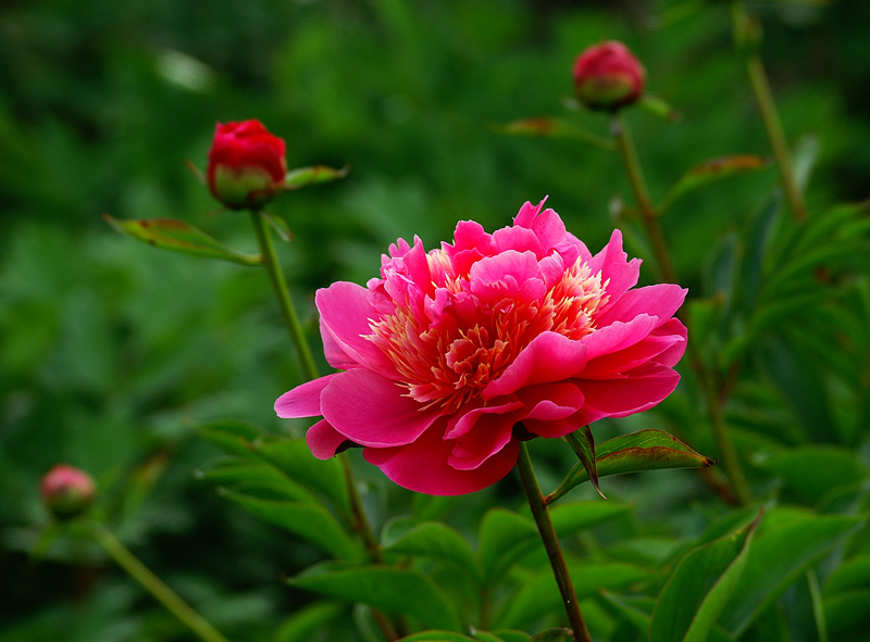 芍药 摄影 神仙鱼