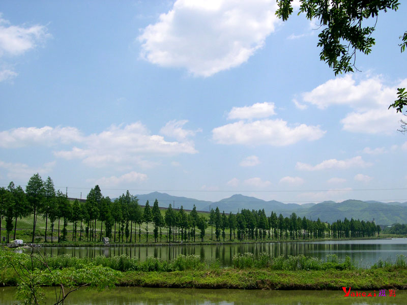 绿树蓝天 摄影 yakexi