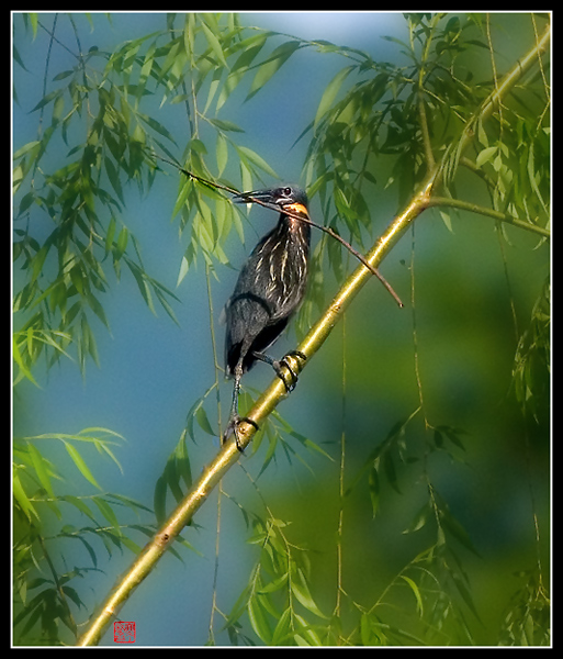 黑鳽 摄影 pigeon