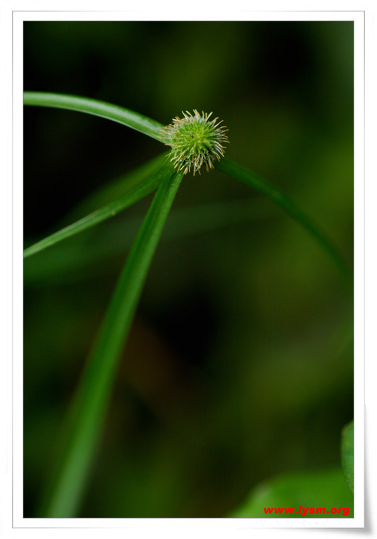 小草 摄影 膛线