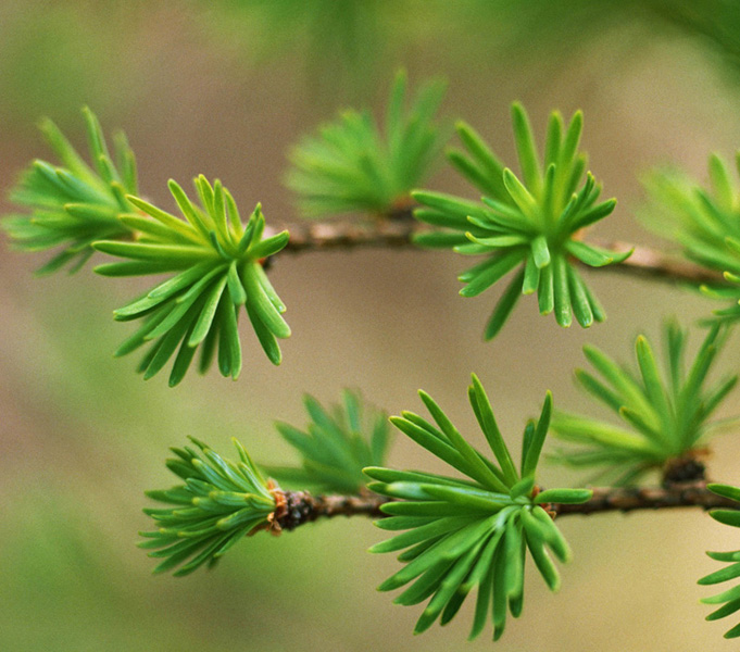 植物 摄影 浩海蓝天