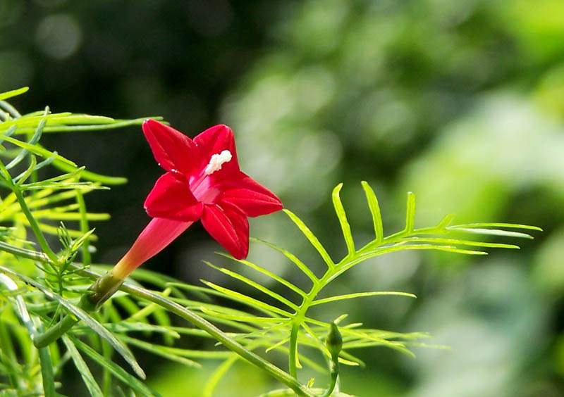 茑萝花 摄影 冰烨