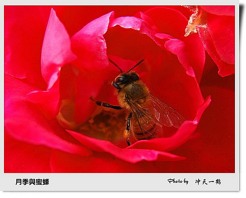 月季与蜜蜂 摄影 冲天一鹤