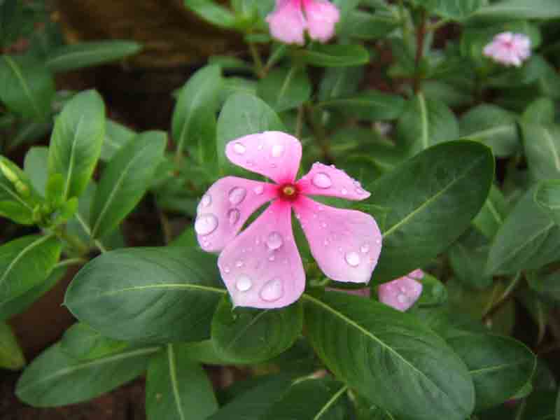 花露 摄影 yansong