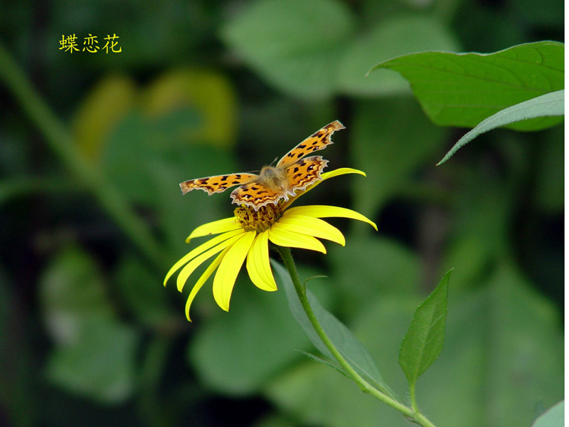 蝶恋花 摄影 忘年交影