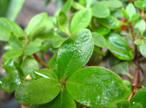 雨后的清新 摄影 凡星逐月