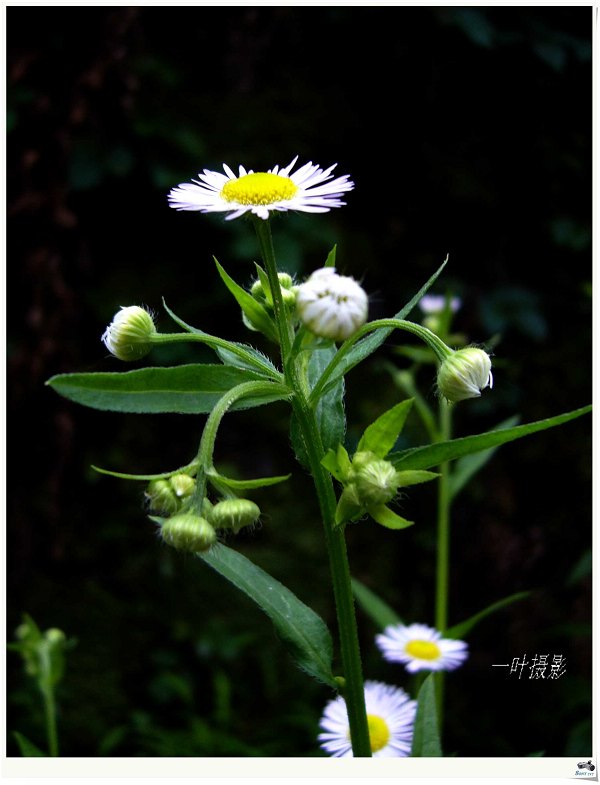 小花 摄影 南山一叶