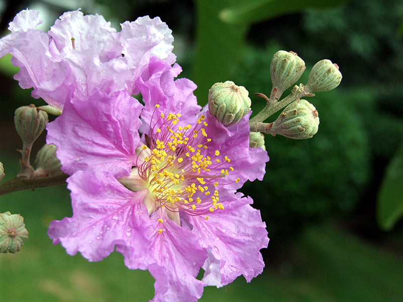 紫微花 摄影 翠玉白菜