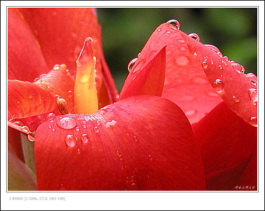 雨后美人蕉 摄影 闲看花开花落