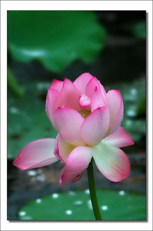 雨中荷花 摄影 河水