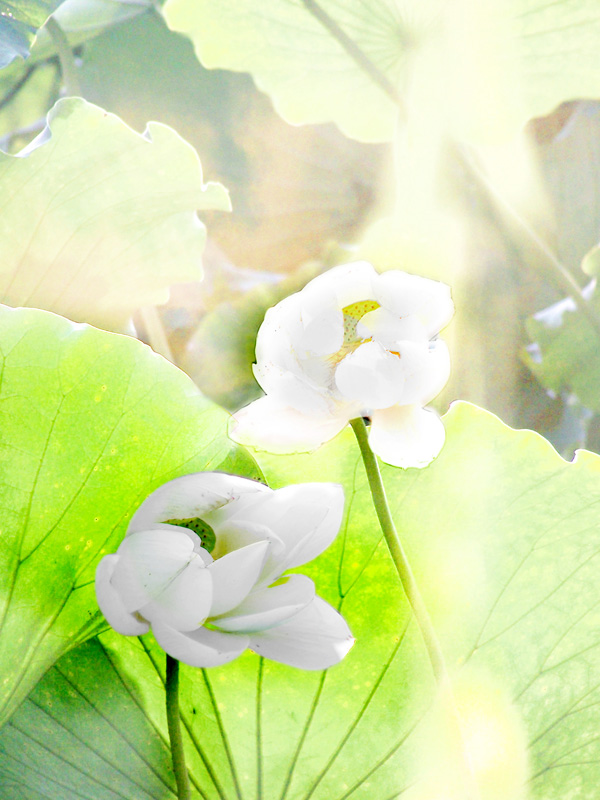 雅芳 摄影 老广