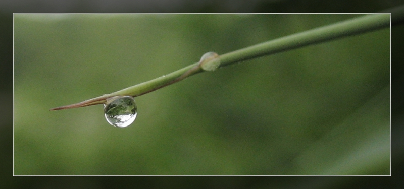 水珠 摄影 应才丰