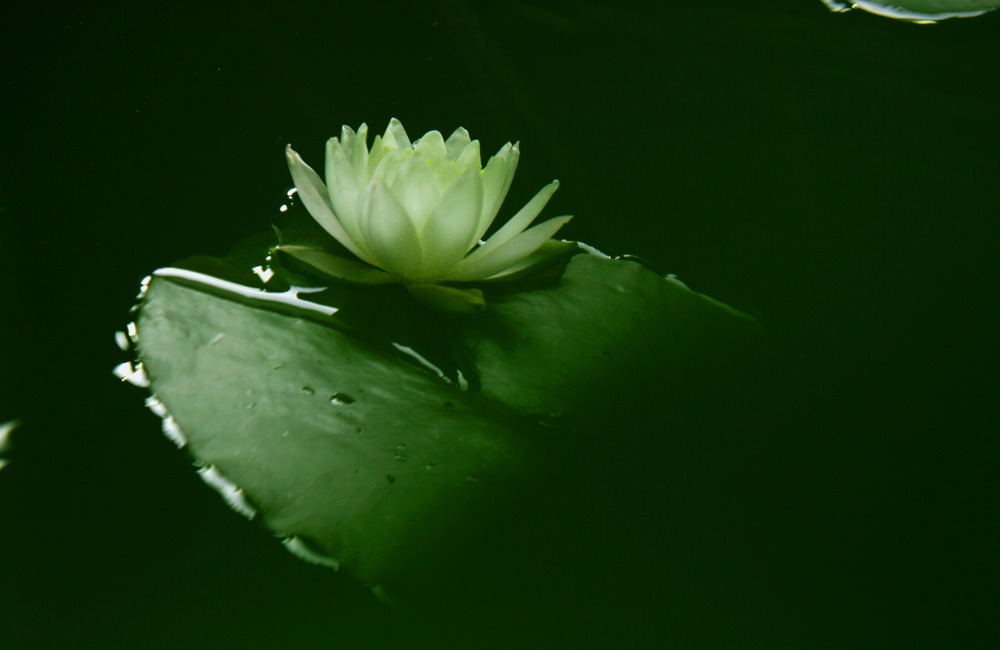 莲池拾趣--《翠莲临风》 摄影 思遐远风