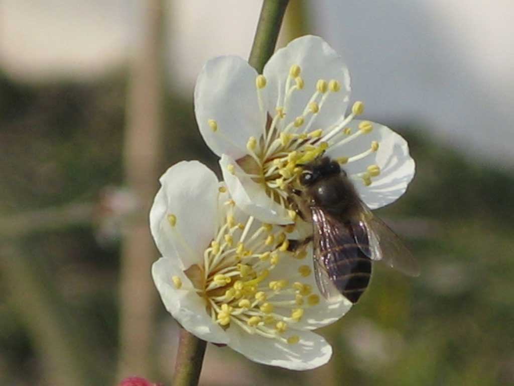 花3 摄影 深红粉红