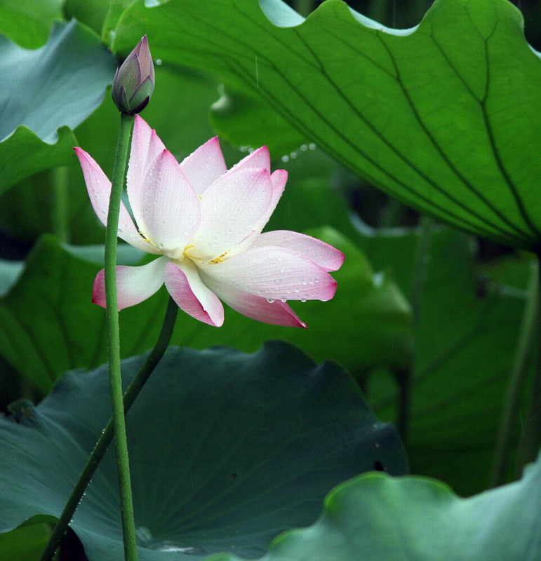 雨中荷 摄影 明珠在掌