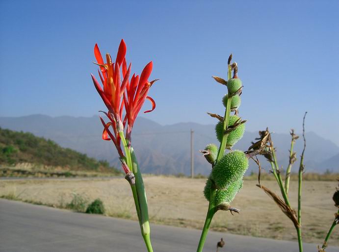 花和果实 摄影 按快门