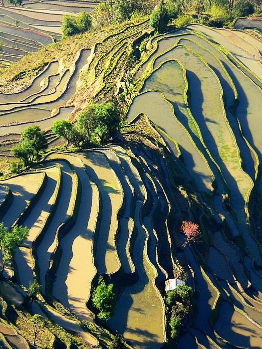 梯田晨景 摄影 鲁啸天