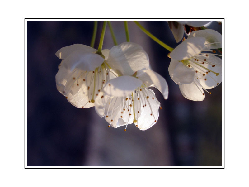 花1 摄影 潜水芙蓉