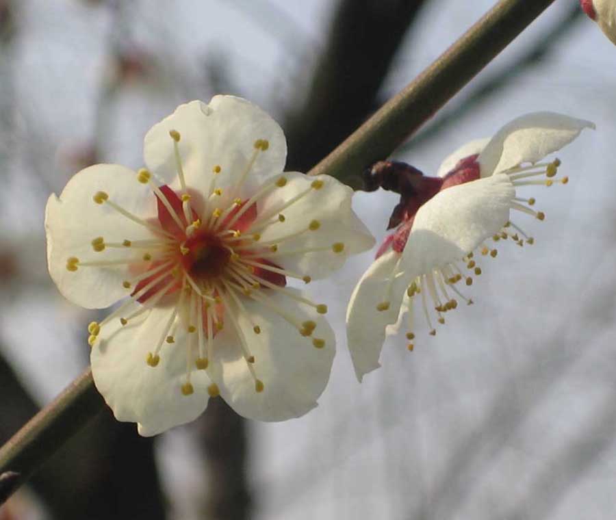 花4 摄影 深红粉红