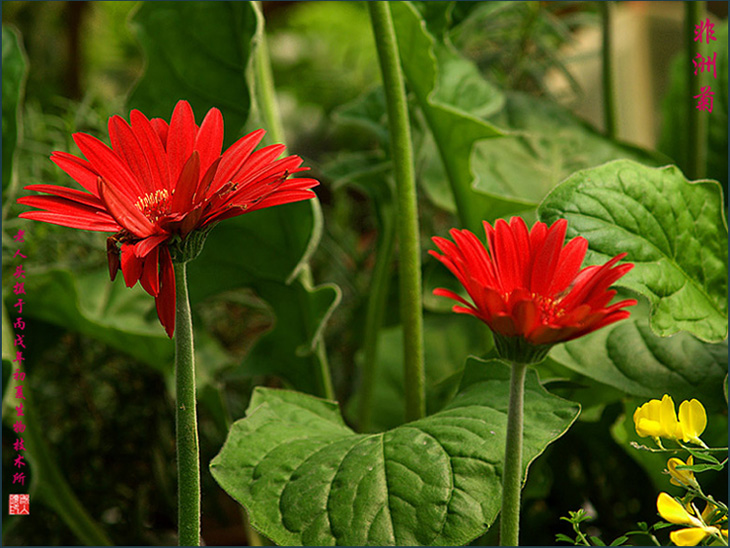 《非洲菊》 摄影 老人头