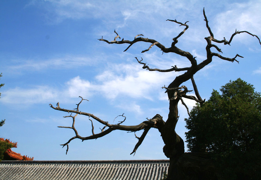 泰安古韵 摄影 油画风景