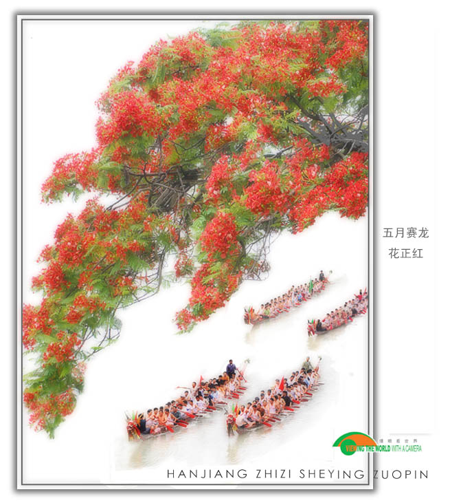 五月赛龙花正红 摄影 韩江之子