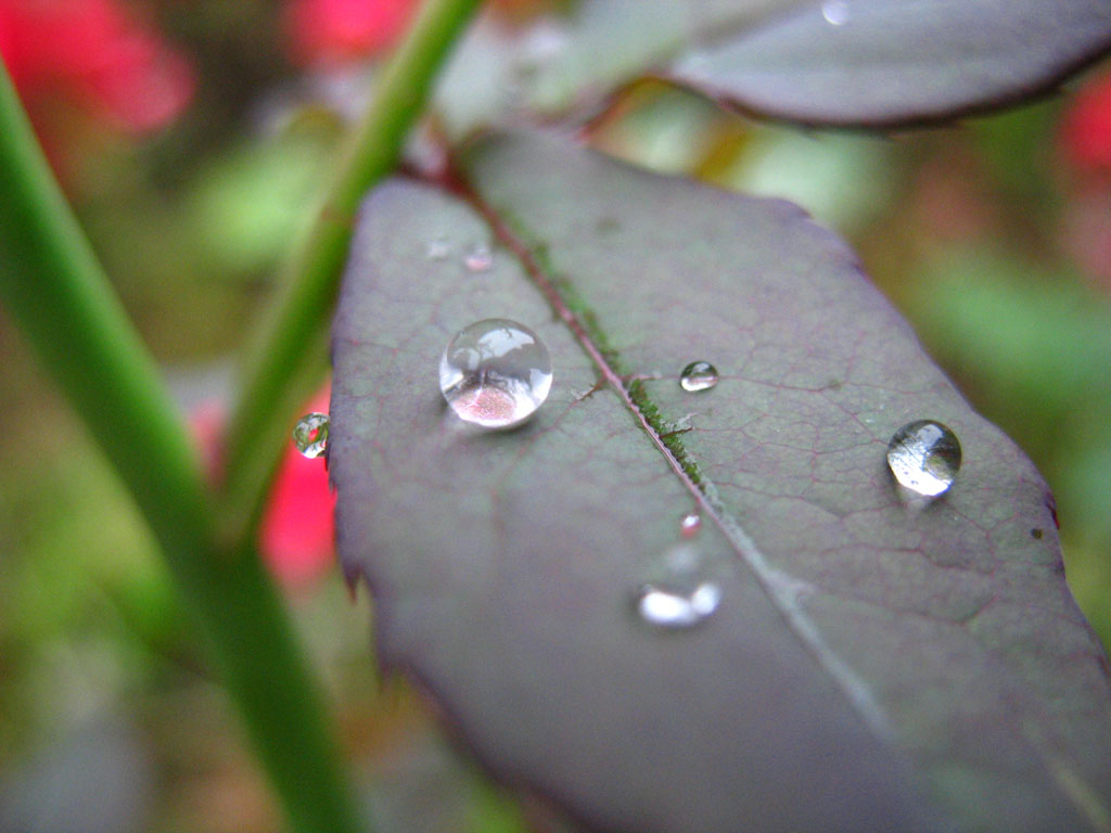 雨后 摄影 zft