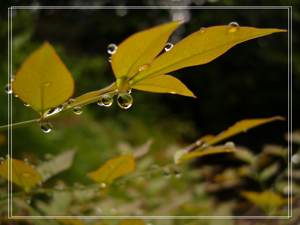 雨露甘甜 摄影 青青香草