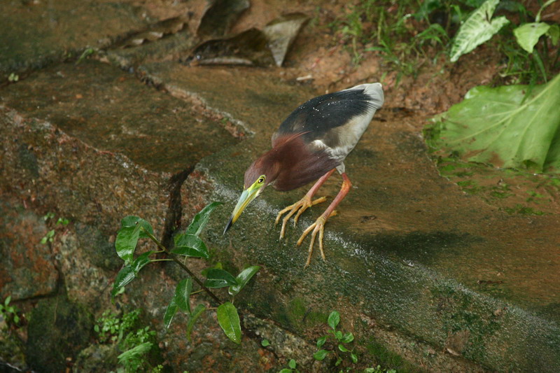 池鹭 摄影 shenzhenbee