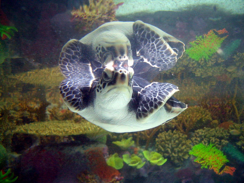 水族馆里的海龟 摄影 老润