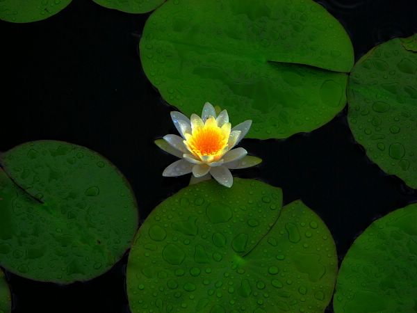 雨后的水莲花 摄影 青岛老鹰