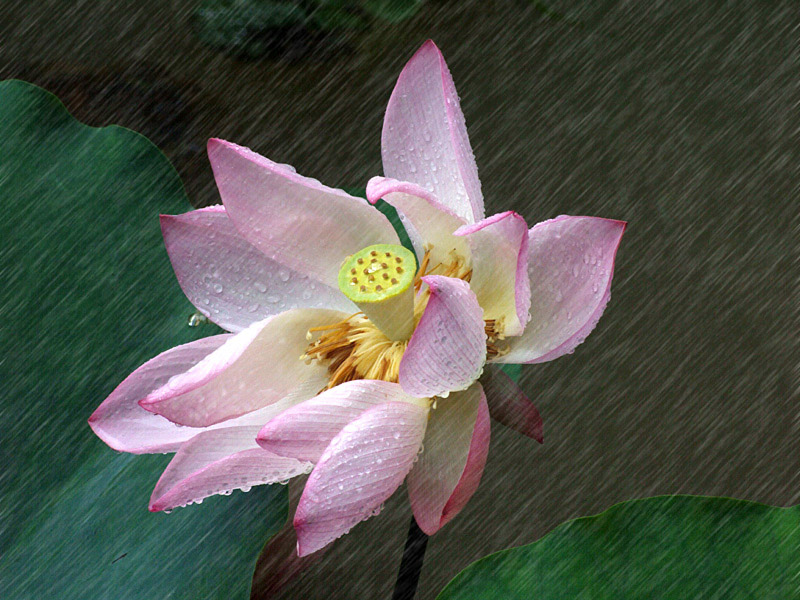 风雨荷 摄影 翠玉白菜