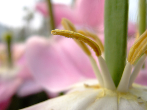 花蕊 摄影 小小新