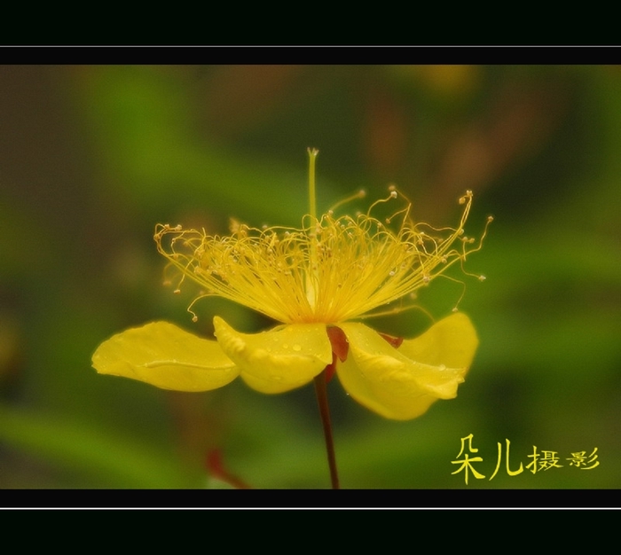 一朵小花.... 摄影 雪莲朵儿